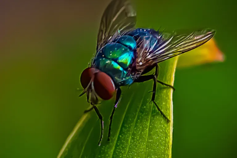 Fly